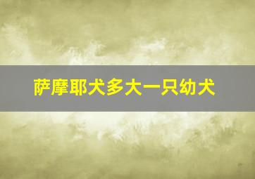 萨摩耶犬多大一只幼犬