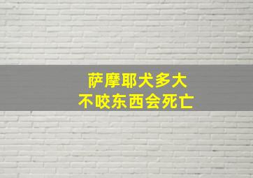 萨摩耶犬多大不咬东西会死亡