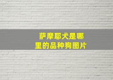 萨摩耶犬是哪里的品种狗图片