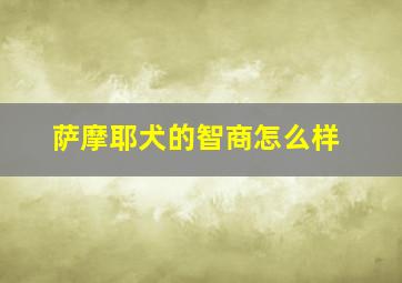 萨摩耶犬的智商怎么样