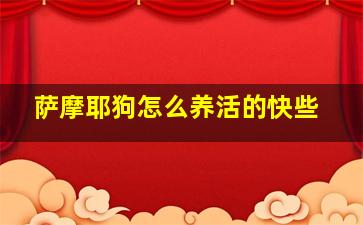 萨摩耶狗怎么养活的快些