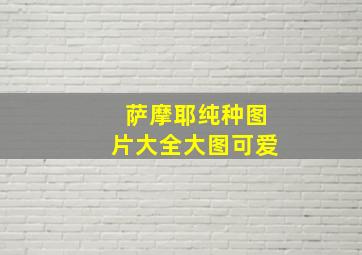 萨摩耶纯种图片大全大图可爱