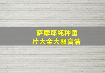 萨摩耶纯种图片大全大图高清