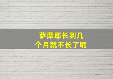 萨摩耶长到几个月就不长了呢