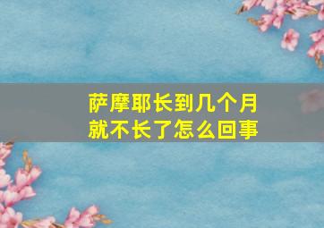 萨摩耶长到几个月就不长了怎么回事