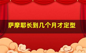 萨摩耶长到几个月才定型