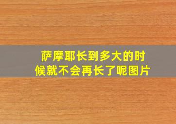 萨摩耶长到多大的时候就不会再长了呢图片