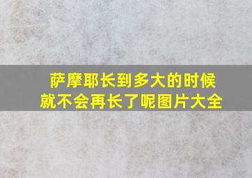 萨摩耶长到多大的时候就不会再长了呢图片大全