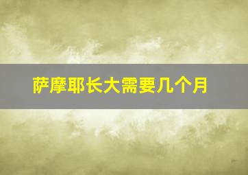 萨摩耶长大需要几个月