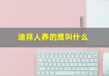 迪拜人养的鹰叫什么