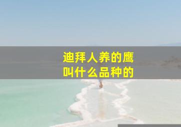 迪拜人养的鹰叫什么品种的