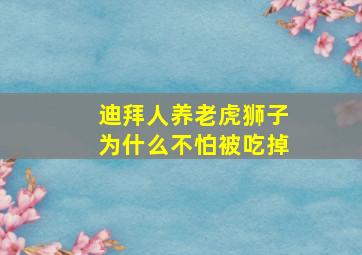 迪拜人养老虎狮子为什么不怕被吃掉