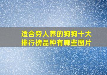 适合穷人养的狗狗十大排行榜品种有哪些图片