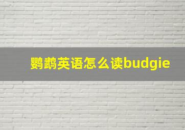 鹦鹉英语怎么读budgie