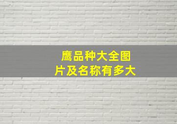 鹰品种大全图片及名称有多大